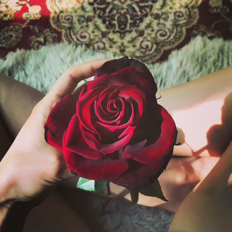 red rose