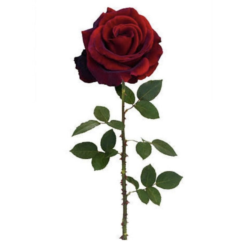 Praise for the thorn