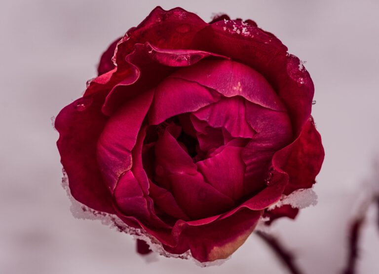 Re-membering the Feminine