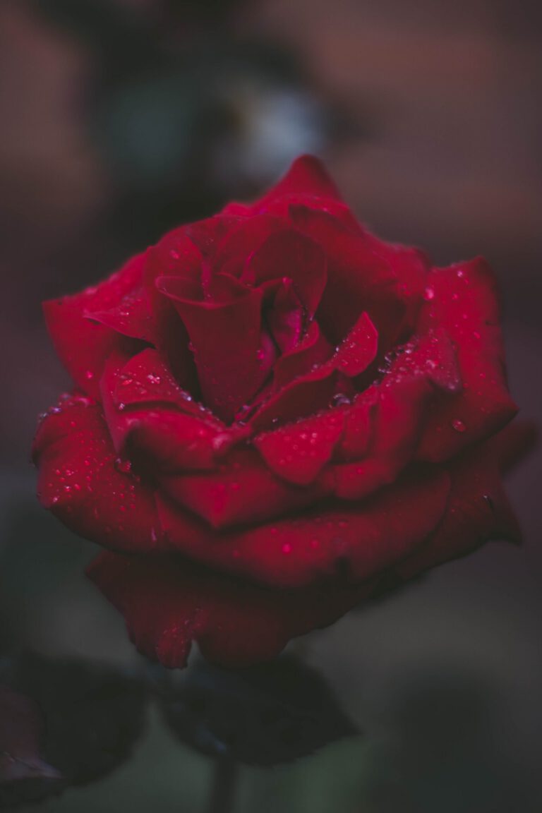 Rose is a plant medicine