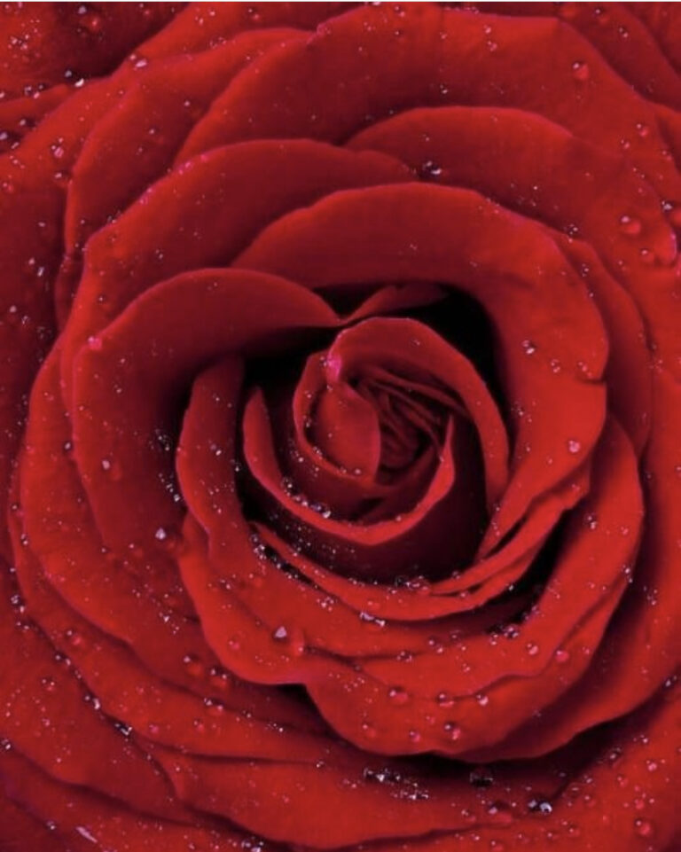 Bare your thorns and take your throne